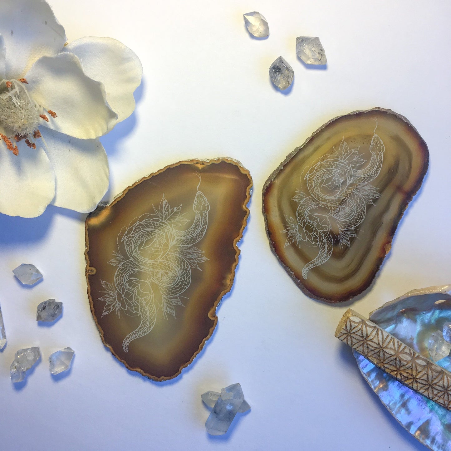 “Cosmic Serpent” Floral Snake Agate Slices